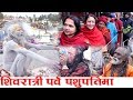 Shivratri || साधु नागाबाबा र शिवरात्री पर्व पशुपतिमा || Pashupatinath Temple Nepal || Lord Shiva ||