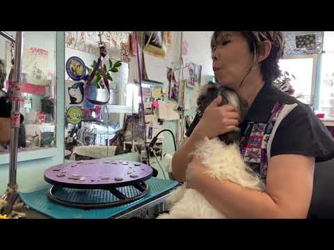 子犬のグルーミングはいつから？失敗しないコツと頻度