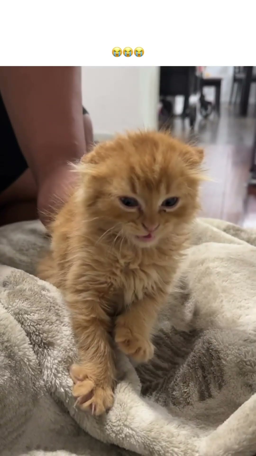 Kittyo like man this is so crazy why must we be friends