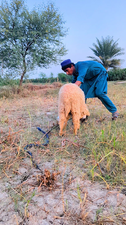 dumbha ki traph nang