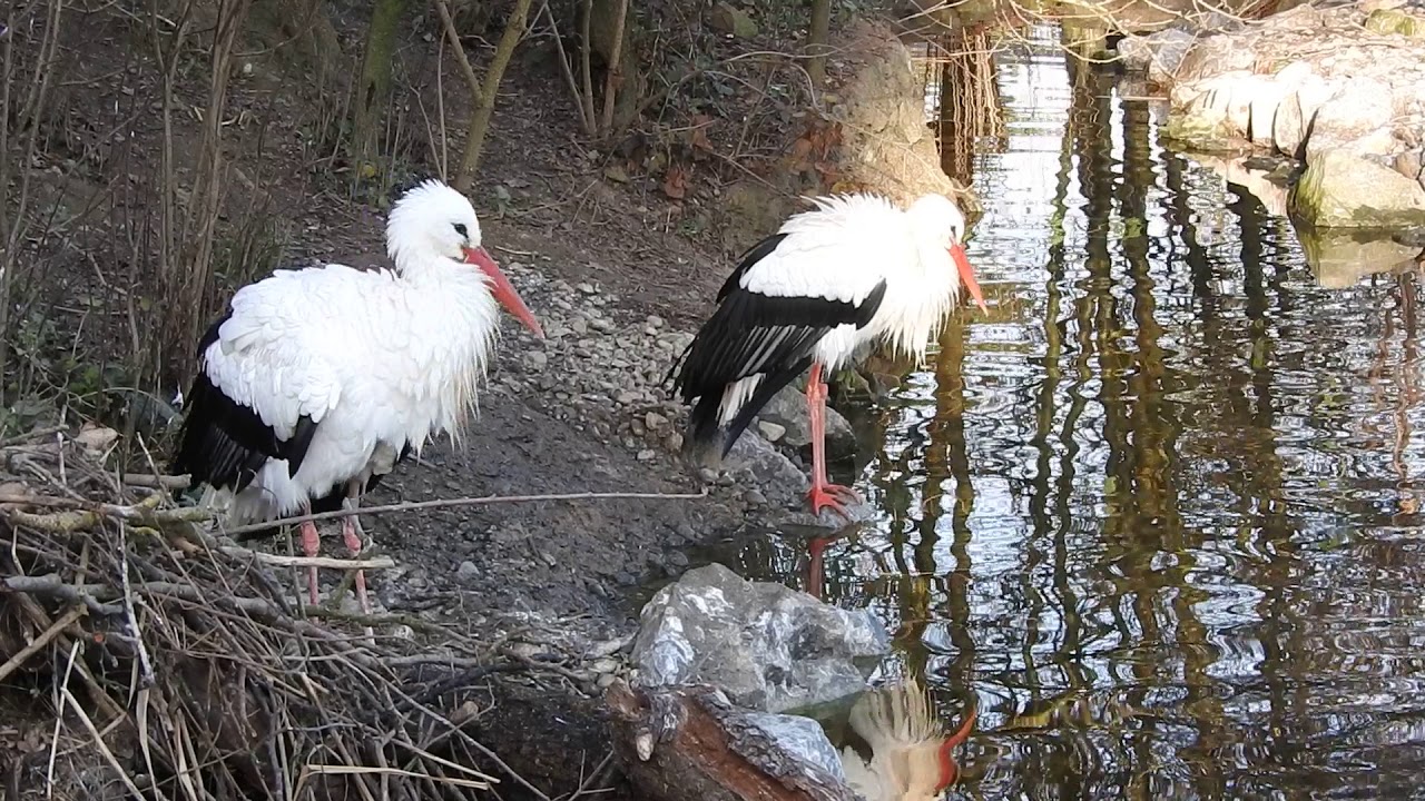 水辺のシュバシコウ White Stork 2016 1222 