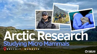 Studying small mammals in the Arctic