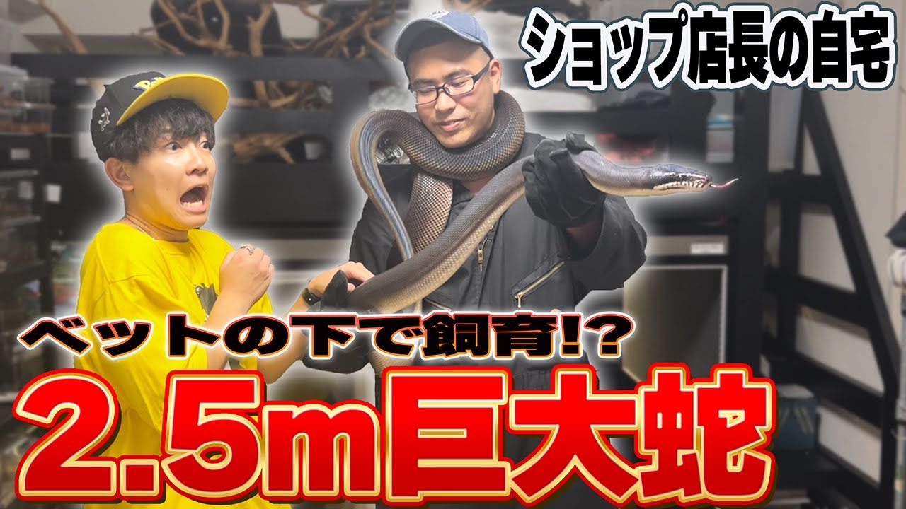 超巨大蛇を飼育する生き物ショップ店長の家がヤバすぎる！！！！！！