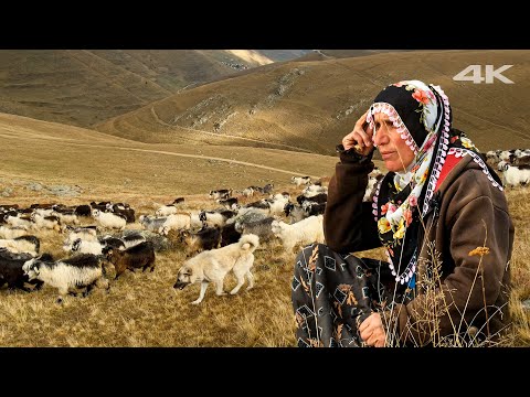 Yayladaki Aile - Keçi ve İnek Çobanlığı | Belgesel