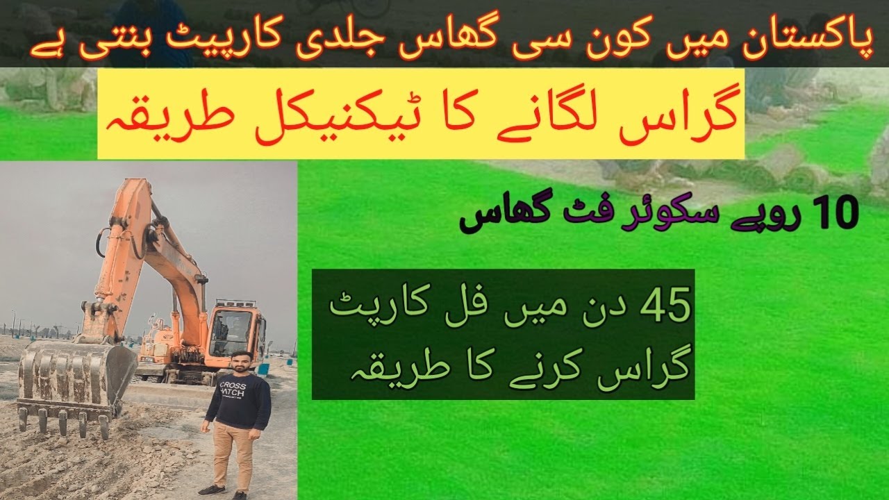 How to grow carpet grass Carpet grass Lganay ka tarika 🌿planting grass on green belts area 