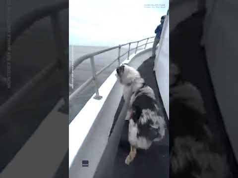 Dog meets humpback whales during boat tour in California | USA TODAY #Shorts