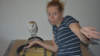 why does my owl try to bite me when I approach it ?