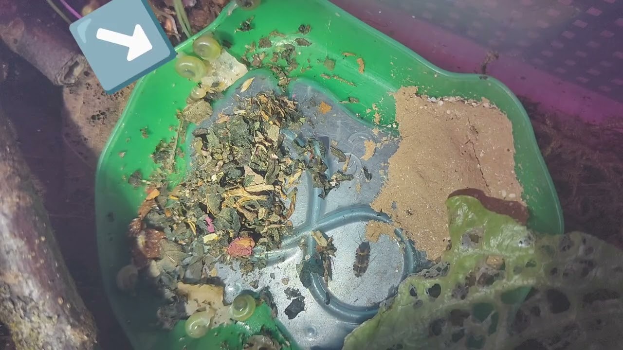 Asperitas bimaensis Update 12 Tage alte Schnecken und immer aktiver #schnecken #indonesien