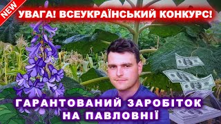 Збираю фото/ відео з павловнією, яка росте в Україні.