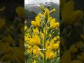 Как улучшить свою память и снизить стресс при помощи натур средств? #ноотропы #здоровье #биохакинг