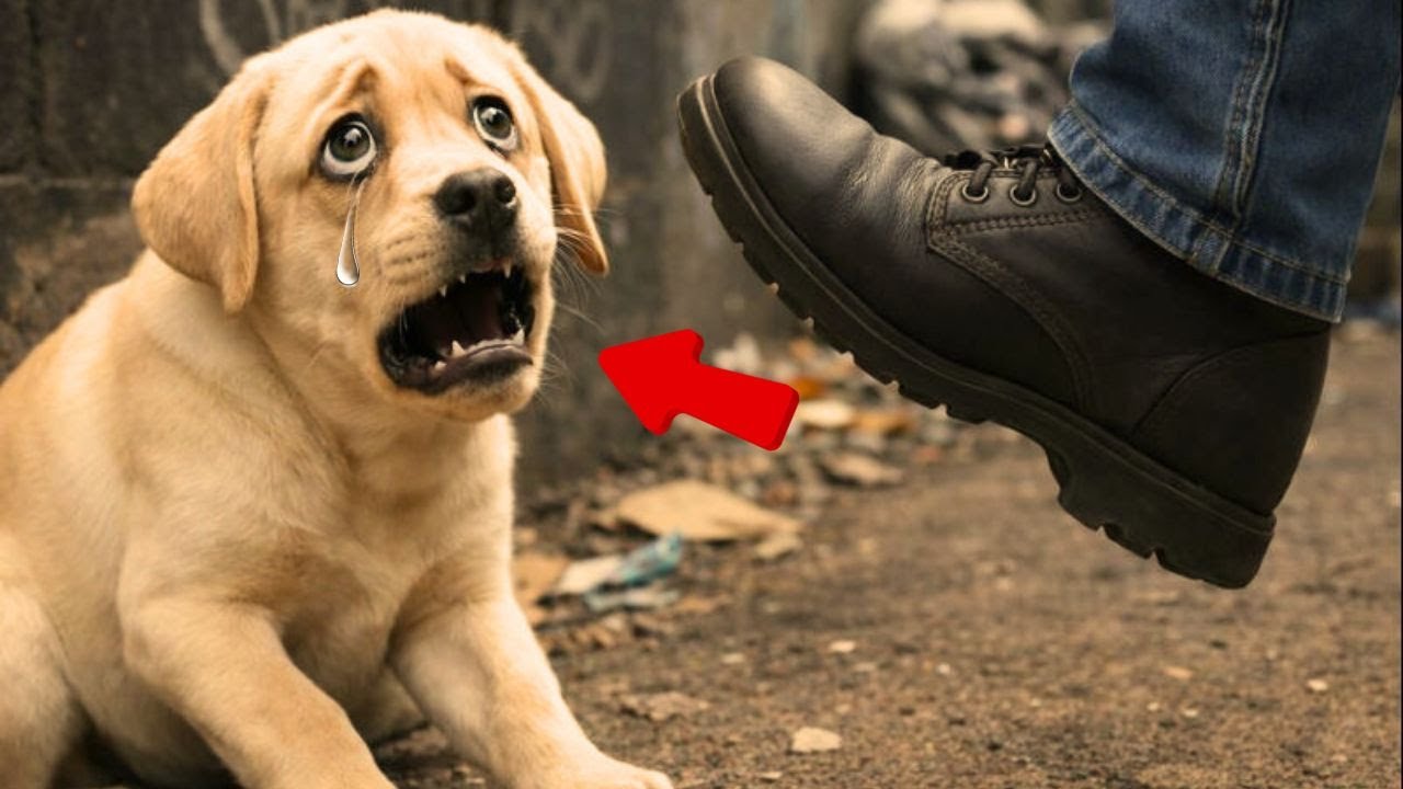 😡💔 Iba a patear a este perrito… pero el karma actuó de inmediato