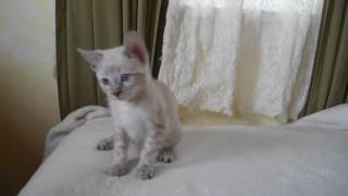 Fira 10 weeks  Snow Marble Girl Bengal Kitten