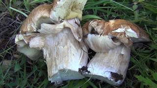 10 ведер Белых грибов за 15 минут / Поля белых грибов / Белый гриб / Белые грибы(Тайга притягивает нас. Сказочная тайга очаровывает нас. Девственная тайга завораживает нас. Там где живет..., 2016-04-01T20:15:44.000Z)