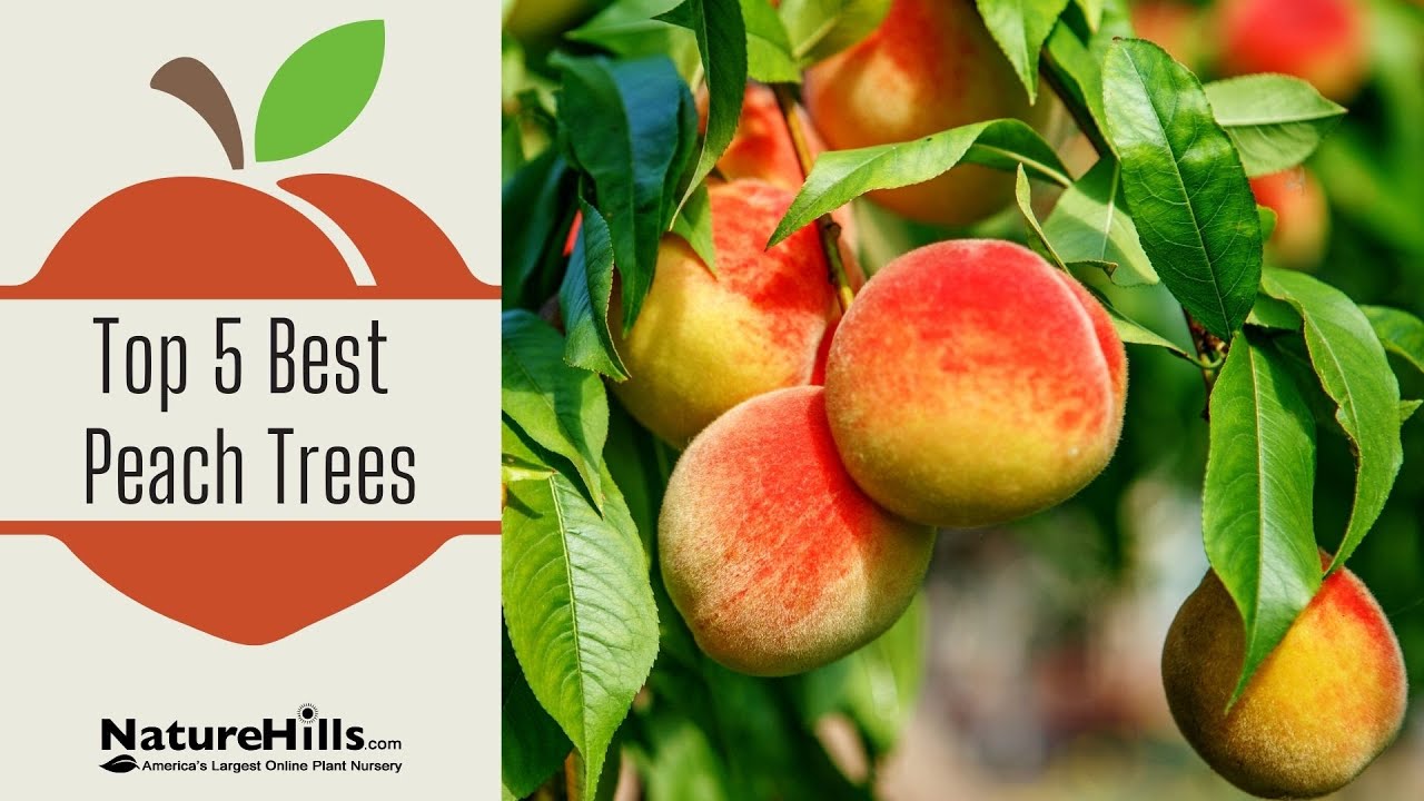 Top 5 Best Peach Trees | NatureHills.com
