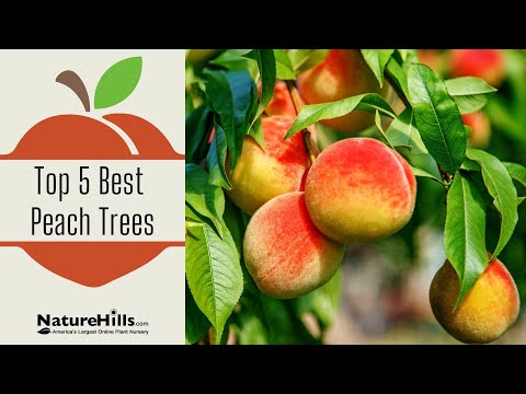 Video: Messina Peach Información – Cómo cultivar melocotoneros de Messina