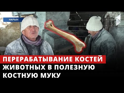 Перерабатывание костей животных в полезную костную муку