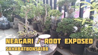 GANTI POT BONSAI SANCANG NEAGARI / ROOT EXPOSED