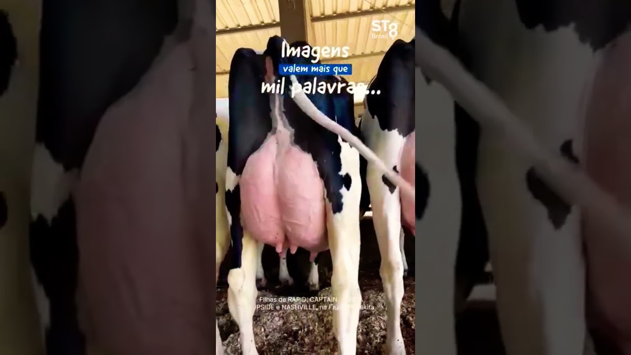 Captain Tampa: The Upside Bull Changing the Future of Breeding 🐂⚡