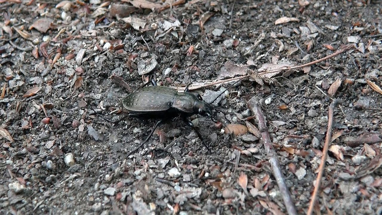 夏休みの宿題はコレに決まり 昆虫採集のコツ Youtube 夏休みの宿題はコレに決まり 昆虫採集のコツ Youtube