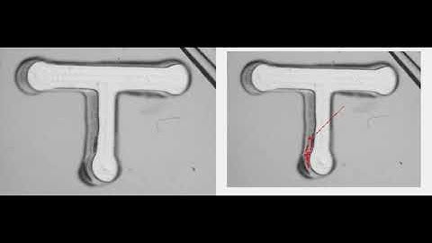 Image Processing to decipher C  elegans locomotion in mazes