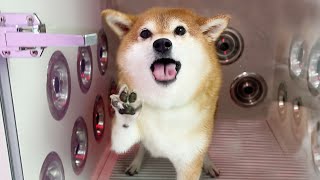 Dogs going crazy at the selfshower place