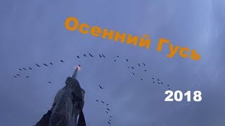 Охота на гуся осень 2018.