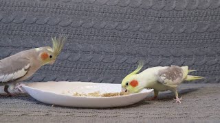 Птички Кушают 🌾 Попугаи Кореллы Едят Просо