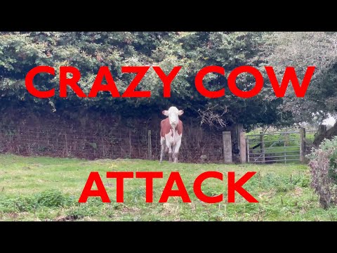 I got attacked by a crazy cow!!!