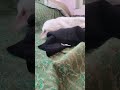 cat sleeping freely #cat #sleep #funny #fyp l #pet
