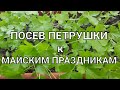 Посев Петрушки Сударыня к Майским праздникам