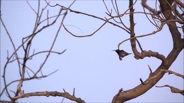 Purple Sunbird Slow Motion