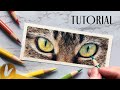 How To Draw A Cat's Eyes With Colored Pencils, Cat Fur l Drawing Tutorial