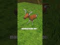рџђЇ Tiger Fails To Catch Deer Monkey Saves The Day рџђ рџ Њ Wildlife Shorts Wildlife TigerVsDeer рџђЇ Tiger Fails To Catch Deer Monkey Saves The Day рџђ рџ Њ Wildlife Shorts Wildlife TigerVsDeer