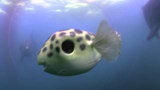 Dolphins Spy in the Pod Clip
