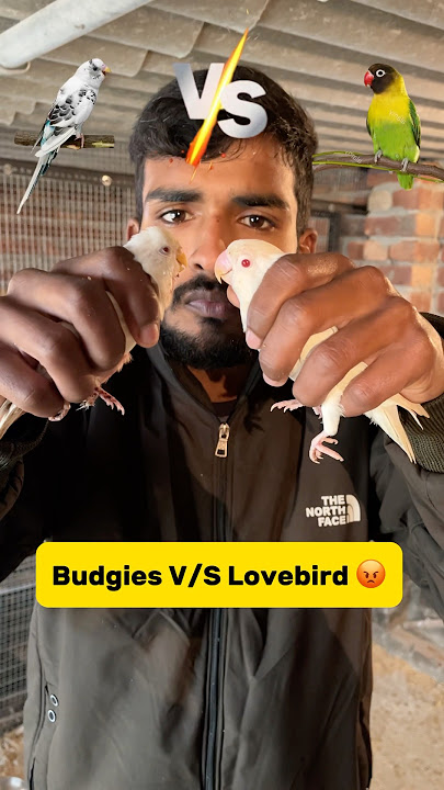 Budgies V/S lovebird🦜 #minivlog #kabutarvlog #petlover #pigeon #budgies #birdfight #fight #lovebird