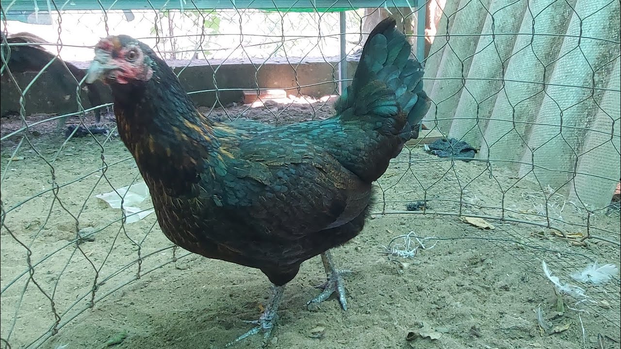 9/1/ lên tóp 5 mái siêu víp ae họp nhãn alo, @36