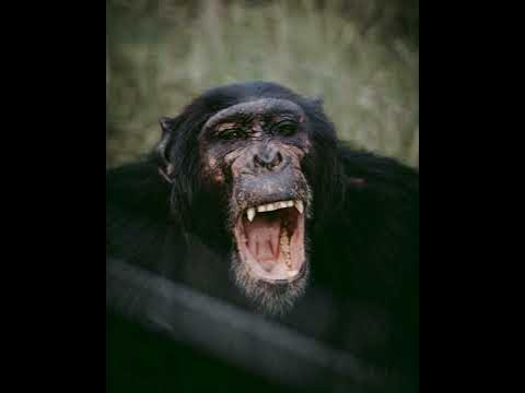 Chimp attack 911 call (2) #911 #911calls - YouTube