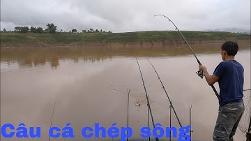 Câu cá chép sông bằng mồi câu truyền thống cực kỳ hiệu quả | VIETNAM FISHING.