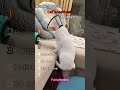 Ranking Best Cat Anesthesia Moments!