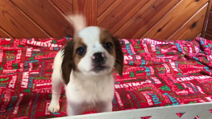 Christmas Judson from Queen Elizabeth Pocket Beagles