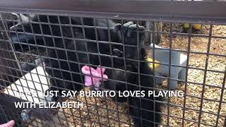 Chimps Play with Caregiver Elizabeth