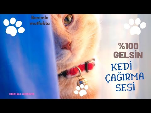 ERKEK KEDİ ÇAĞIRMA SESİ  -%100 Kedi  Hemen Gelsin !