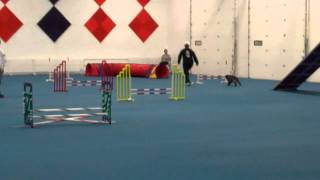 Bess - CPE Agility Jackpot Level 3 Q - November 23, 2014