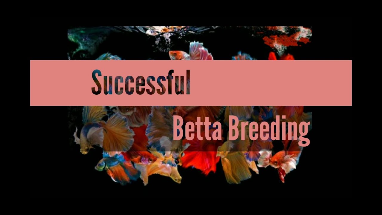 Betta Fish Breeding | from eggs to adult | Siamese Fighting Fish