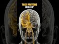 11 Days Without Sleep: Your Brain EATING ITSELF