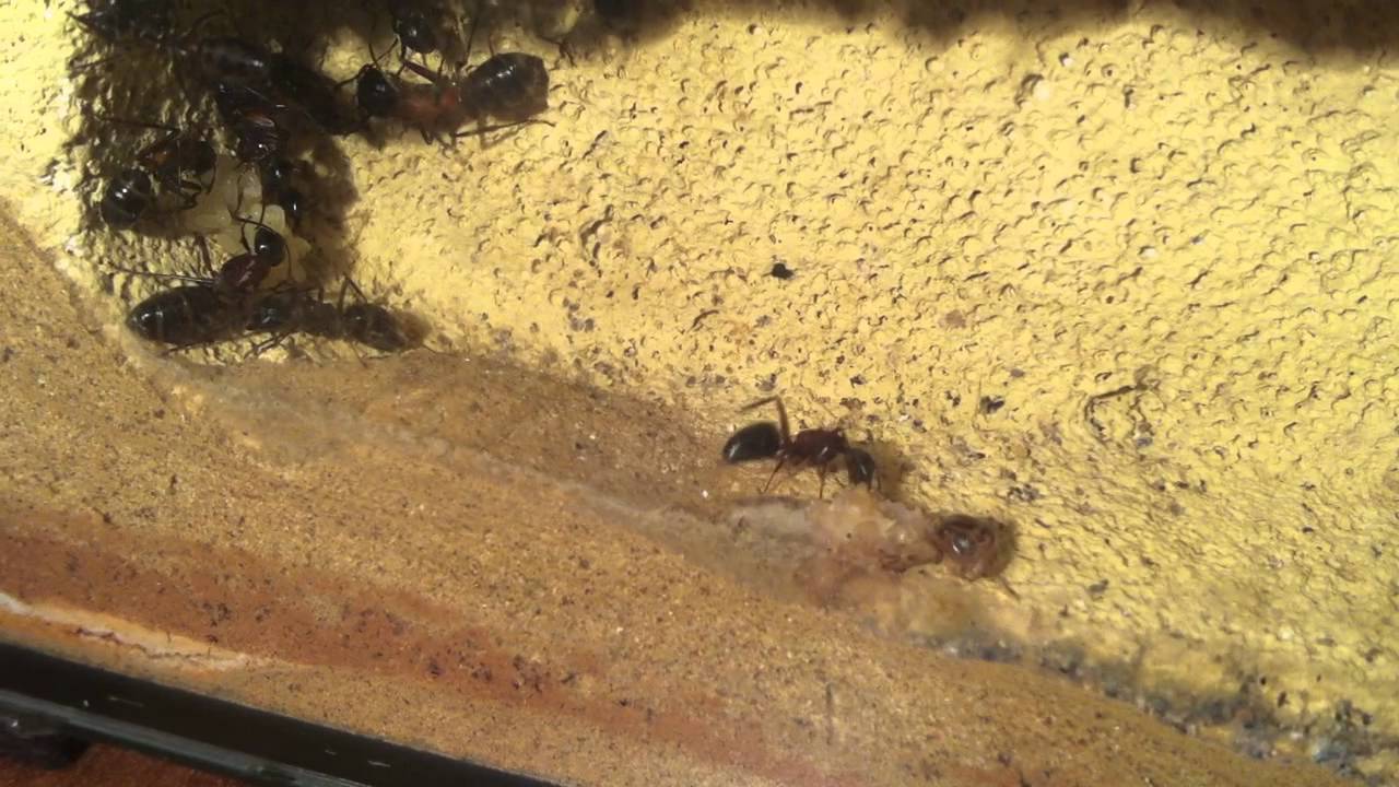 Ameisen vs  Steppengrille 04