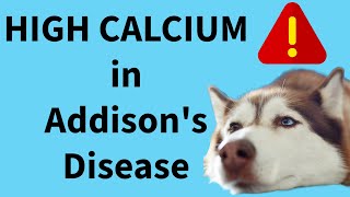 High plasma calcium in canine Addison's disease