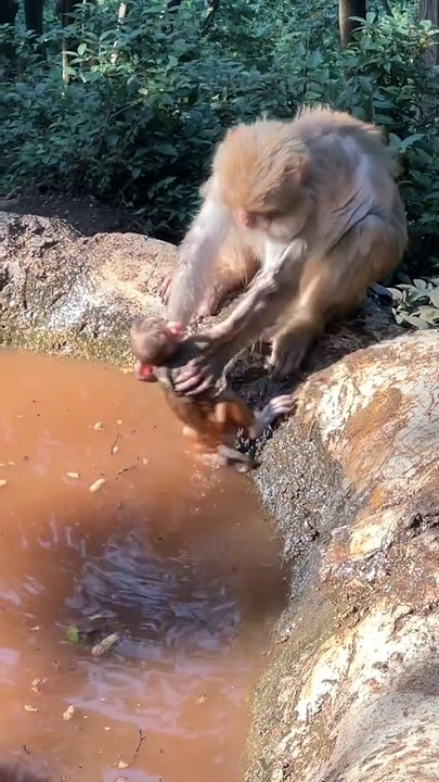 looking see the monkey 🐒🙆 so funny 😂😂 #shortvideo #monkey #subscribers #kabutarandekabdeteh