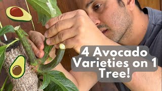 Creating Another Multi-Variety Avocado Tree!