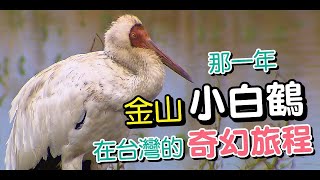 西伯利亞小白鶴的台灣迷途 人鳥情改變了金山的生態保育 【一步一腳印精選】